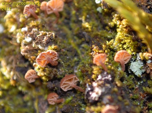 Phaeomarasmius rimulincola - 