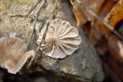 Marasmiellus virgatocutis - 