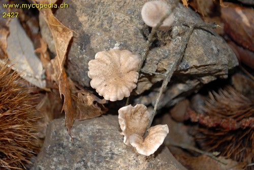 Marasmiellus virgatocutis - 