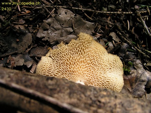 Polyporus alveolaris - 