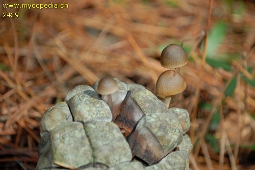 Mycena seynesii - 