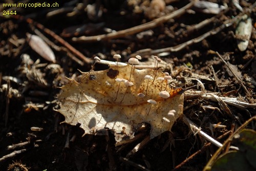 Collybiopsis quercophila - 