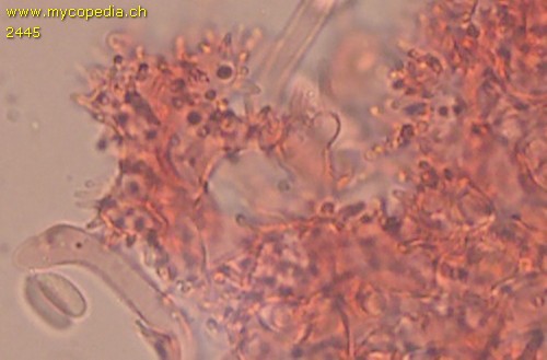 Collybiopsis quercophila - HDS - Kongorot  - 