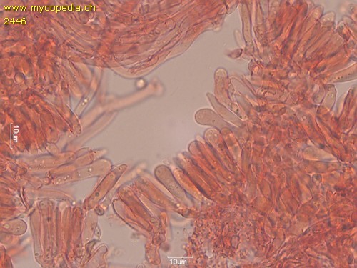 Collybiopsis quercophila - Zystiden - Kongorot  - 