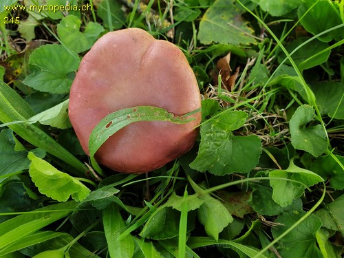 Hortiboletus rubellus - 