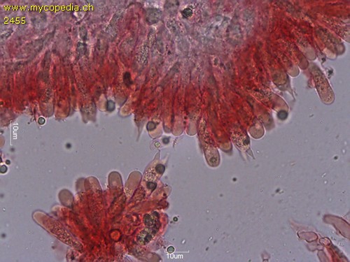 Phloeomana speirea - 2sporige Basidien - Kongorot  - 