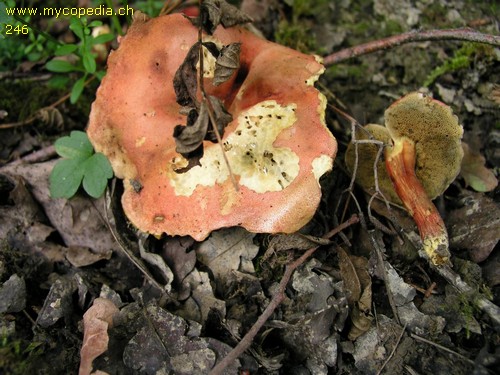 Hortiboletus rubellus - 