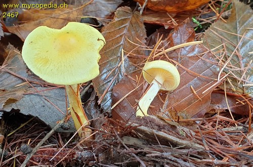 Hygrophorus lucorum - 