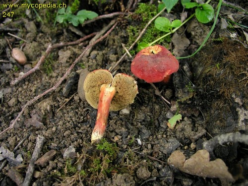 Hortiboletus rubellus - 