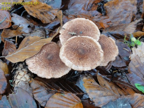 Tricholoma vaccinum - 