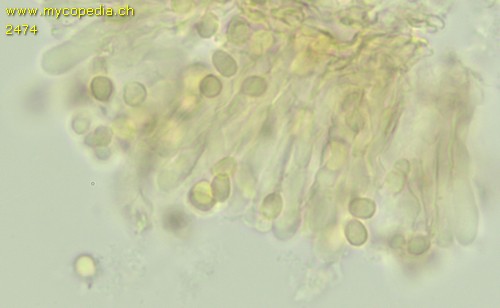 Clavulinopsis luteoalba - Sporen - Melzers  - 