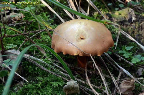 Chalciporus piperatus - 