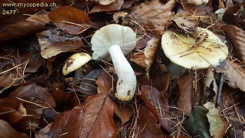 Russula raoultii - 