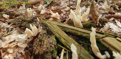 Clavulina rugosa - 