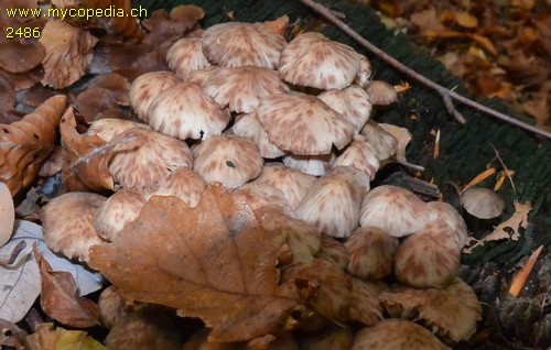 Mycena maculata - 