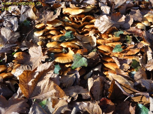 Gymnopilus penetrans - 