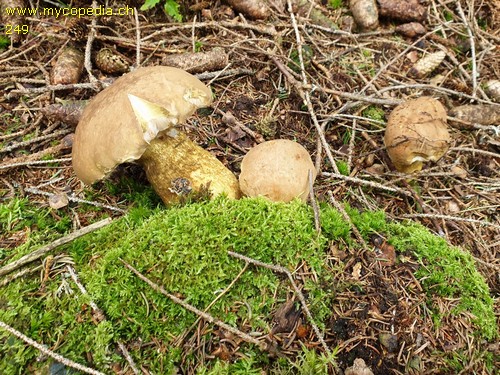 Tylopilus felleus - 