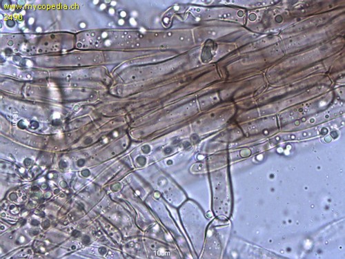Tricholoma scalpturatum - HDS - 