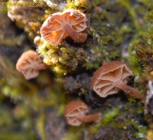 Phaeomarasmius rimulincola - 