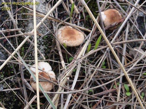 Lepiota oreadiformis - 