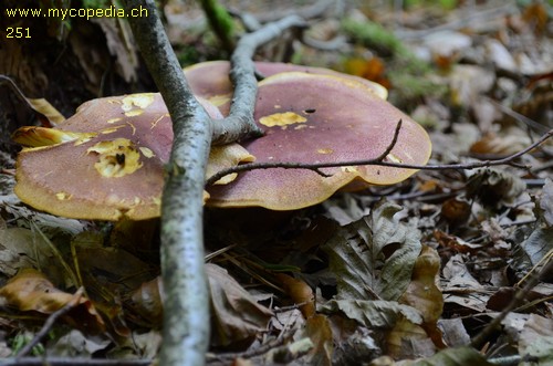 Tricholomopsis rutilans - 