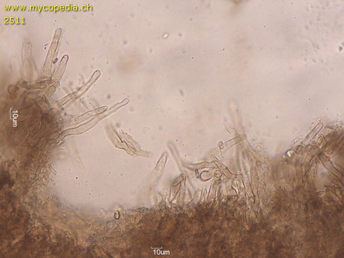 Lepiota oreadiformis - HDS - 