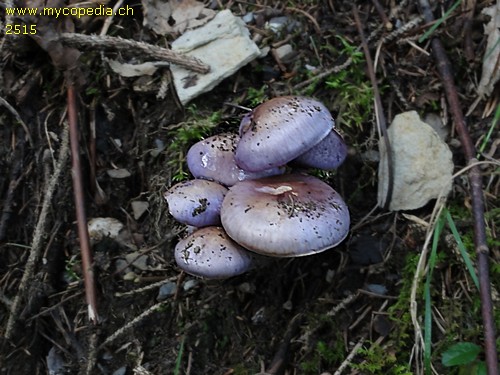 Cortinarius salor - 