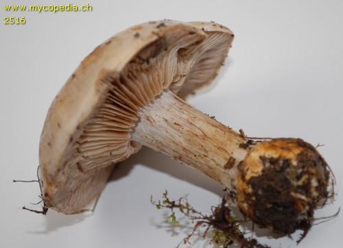 Cortinarius argillopallidus - 