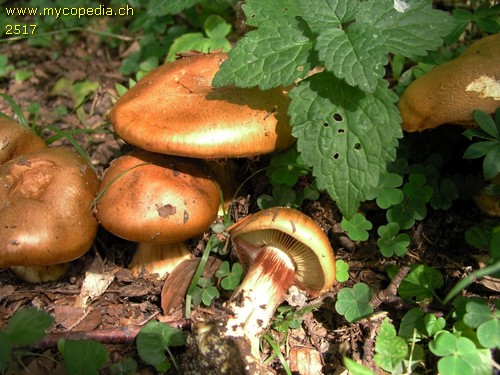 Cortinarius elegantior - 