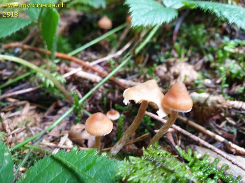 Cortinarius acutus - 