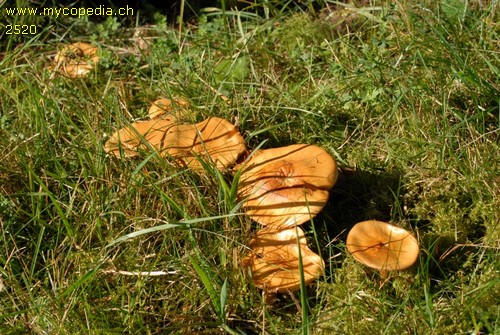 Cortinarius allutus - 