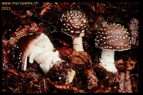 Amanita pantherina f. abietum - 