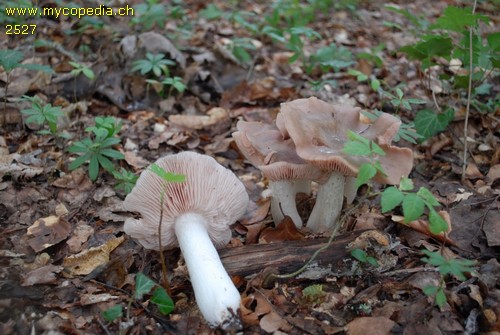 Entoloma lividoalbum - 