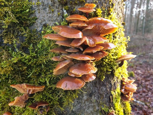 Flammulina velutipes - 