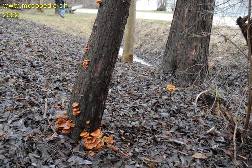 Flammulina velutipes - 