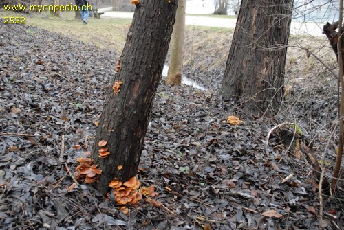 Flammulina velutipes - 