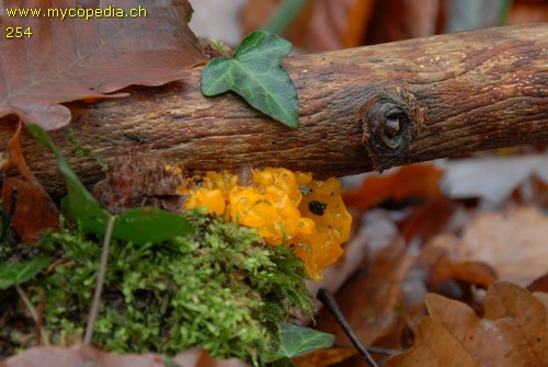 Tremella mesenterica - 