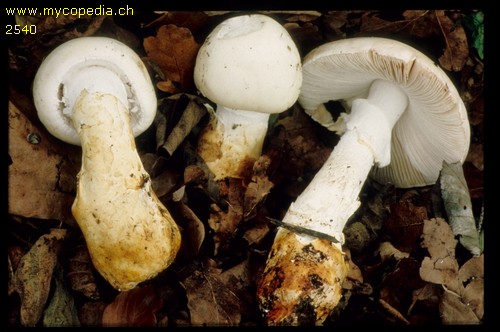 Amanita proxima - 