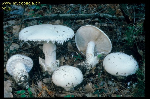 Amanita ovoidea - 