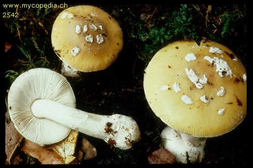 Amanita gemmata - 