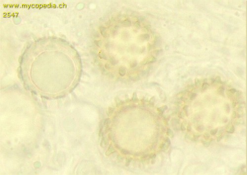 Terfezia leptoderma - 