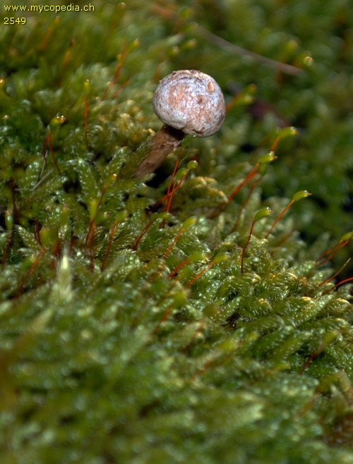 Tulostoma brumale - 