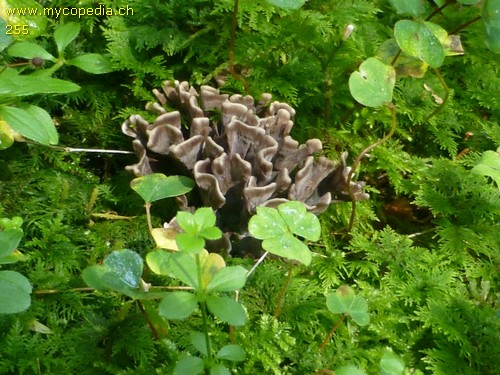 Thelephora palmata - 