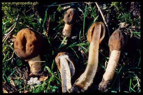 Verpa digitaliformis - 