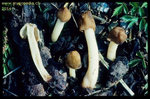 Verpa digitaliformis - 