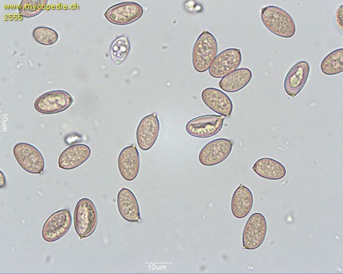 Volvariella gloiocephala - Sporen - 