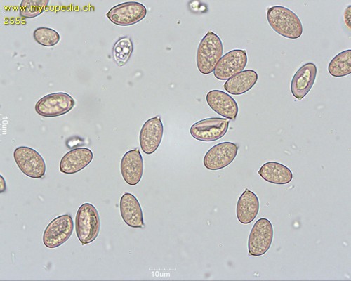 Volvariella gloiocephala - Sporen - 