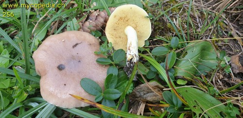 Suillus granulatus - 