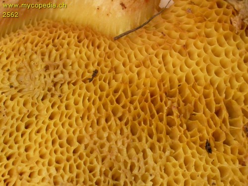 Xerocomus subtomentosus - Rhren - 