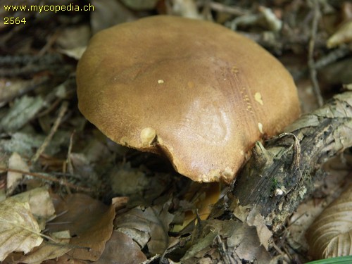 Xerocomus subtomentosus - 